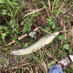 雨の合間のナマズゲーム