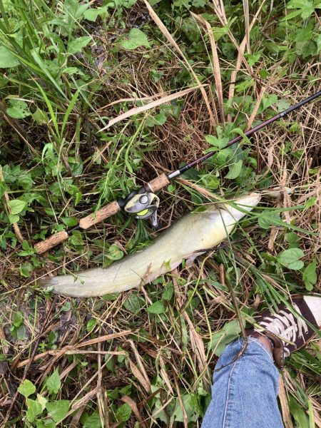 雨の合間のナマズゲーム