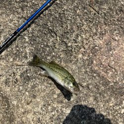 ひさびさの宇治川