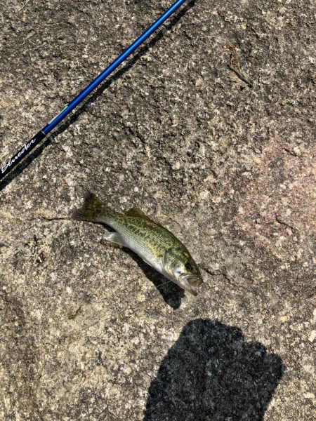 ひさびさの宇治川