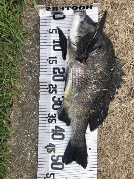 イチノ兄弟、釣果！