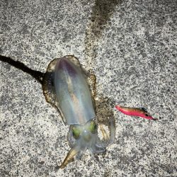 宮津アオリ新子