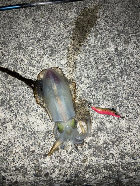 宮津アオリ新子