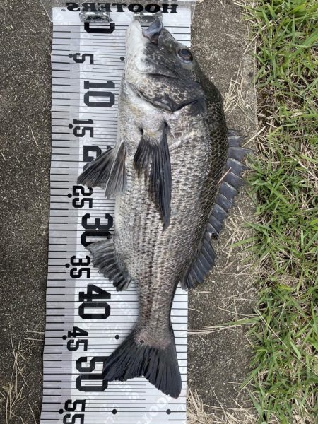 イチノ兄弟、釣果！