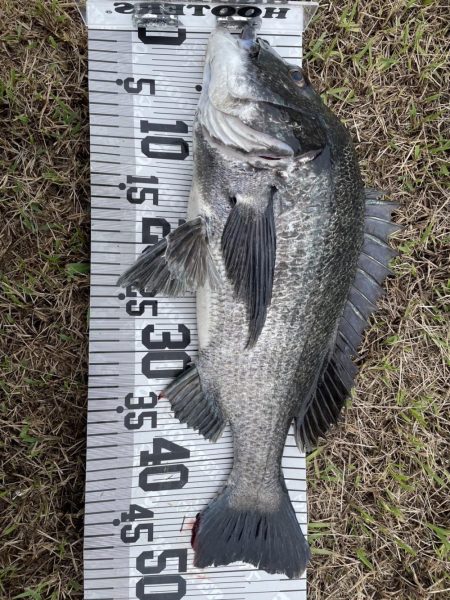 イチノ兄弟、釣果！