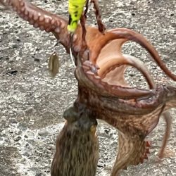 渋タコ　チビタコ