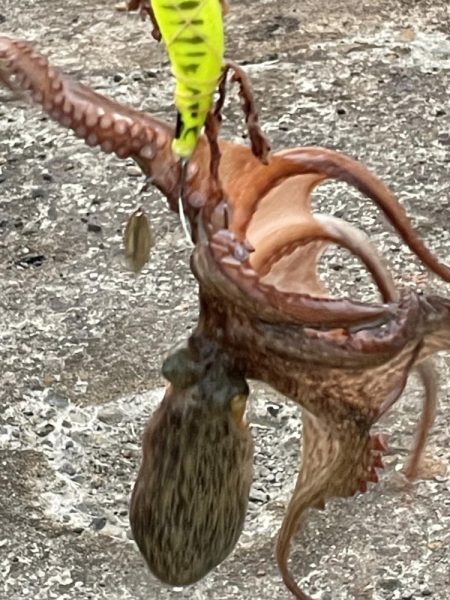 渋タコ　チビタコ