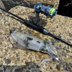 ちょっと早めの秋イカ