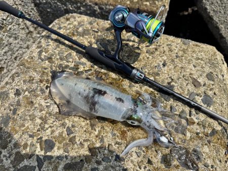 ちょっと早めの秋イカ