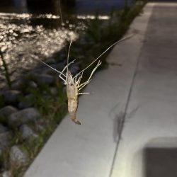 涼しい夜は楽しい手長エビ釣り