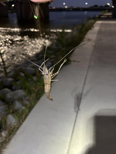 涼しい夜は楽しい手長エビ釣り