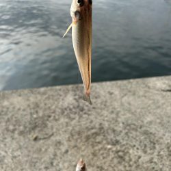 ★★今日もちょい投げで爆釣キス釣り★★