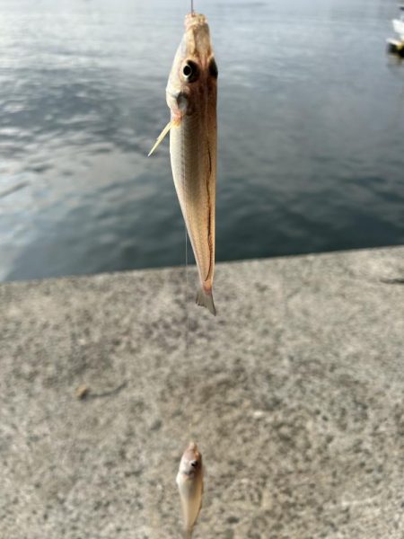 ★★今日もちょい投げで爆釣キス釣り★★