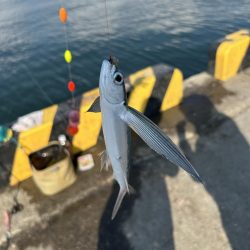 ★★初のトビウオ釣りお土産いっぱい★★