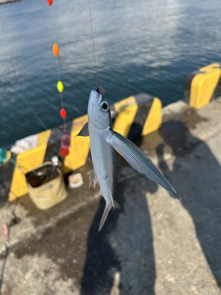 ★★初のトビウオ釣りお土産いっぱい★★