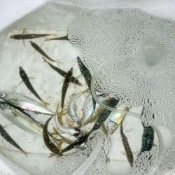 家族で夕涼みサビキ