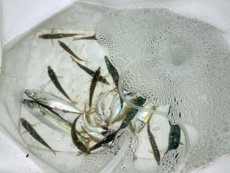 家族で夕涼みサビキ