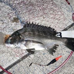 お盆明け短時間チヌ狙い