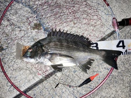 お盆明け短時間チヌ狙い