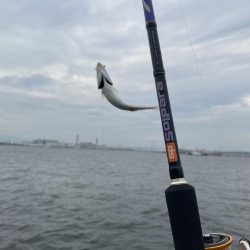 シーサイドコスモ調査