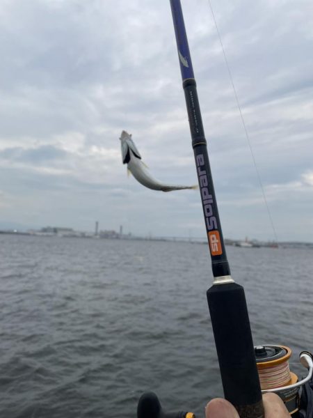 シーサイドコスモ調査