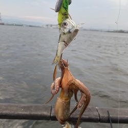 シーサイドコスモ、タコ調査