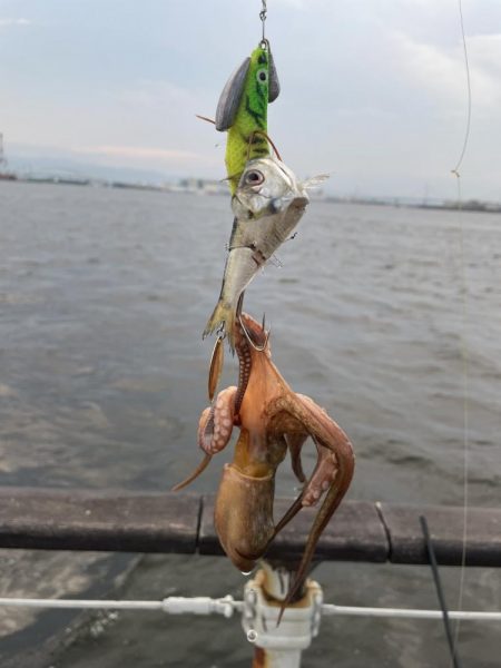 シーサイドコスモ、タコ調査