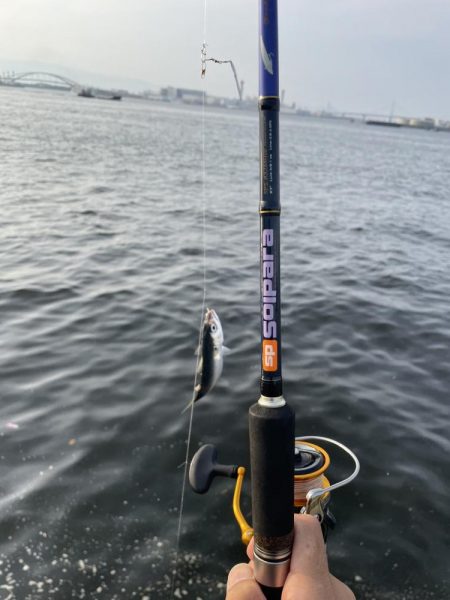 シーサイドコスモ調査