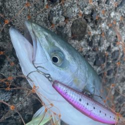 ワインドとショアジギ