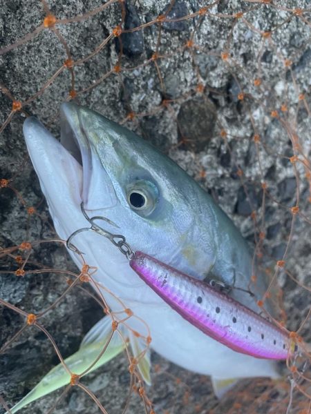 ワインドとショアジギ