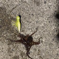 初めてのサイズ！