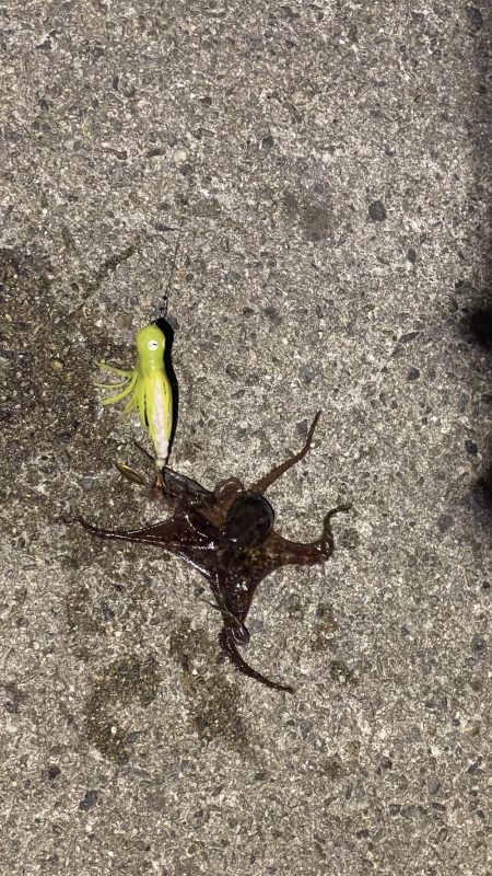 初めてのサイズ！