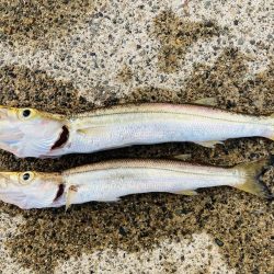 ライトショアジギング