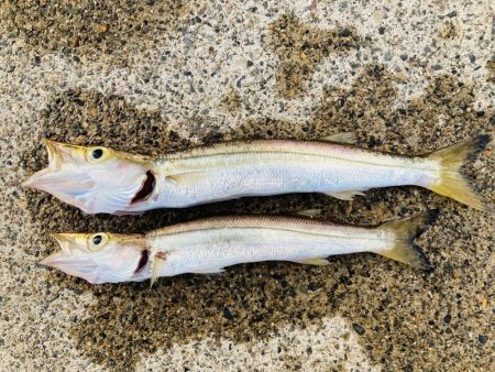 ライトショアジギング