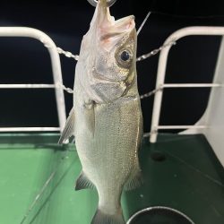 宮崎港での釣果