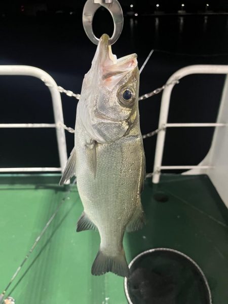 宮崎港での釣果