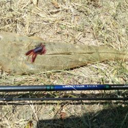 釣れると思ってなかったけど・・・・。