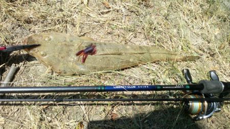 釣れると思ってなかったけど・・・・。