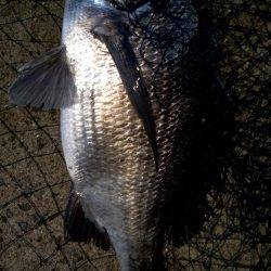 夏チヌ元気やね