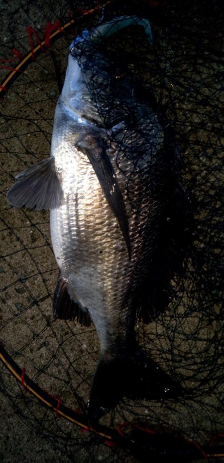 夏チヌ元気やね