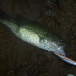 8月バス釣り