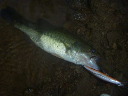 8月バス釣り