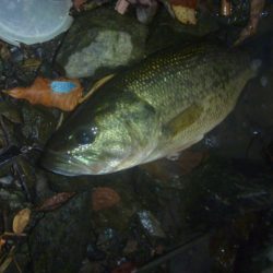 一庫ダム釣行 8月4日
