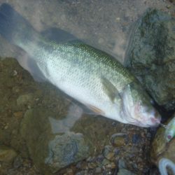 8月5日　一庫ダム釣行