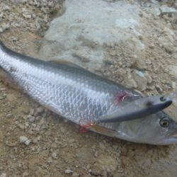 8月18日　一庫ダム釣行