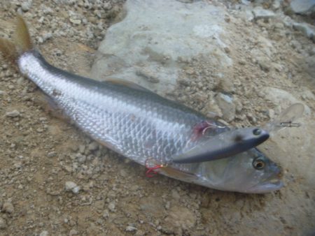 8月18日　一庫ダム釣行