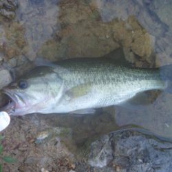 スピナーベイトでバス釣り