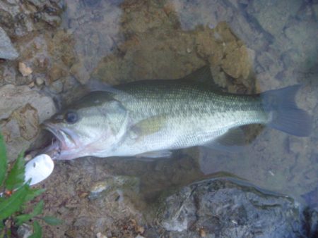 スピナーベイトでバス釣り