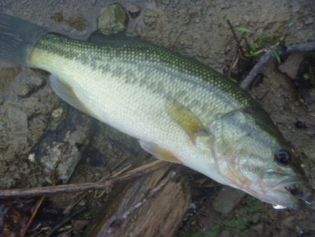 一庫ダム釣行　8月23日