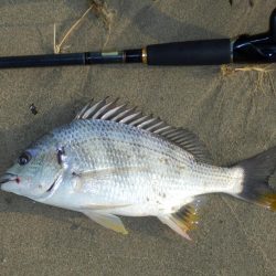 淀川チニング‼キビレ⁉